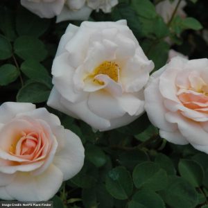 Hybrid Tea Rose – Pretty Lady – #2 Container