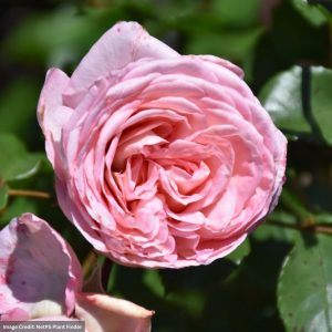 Hybrid Tea Rose – Savannah Sunbelt – #2 Container