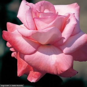 Hybrid Tea Rose – Sheer Elegance – #2 Container