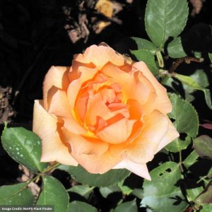 Hybrid Tea Rose – Special Occasion – #2 Container