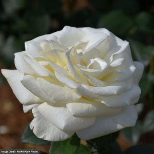Hybrid Tea Rose – Sugar Moon – #2 Container