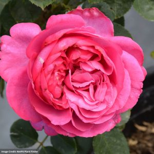 Hybrid Tea Rose – Yves Piaget – #2 Container