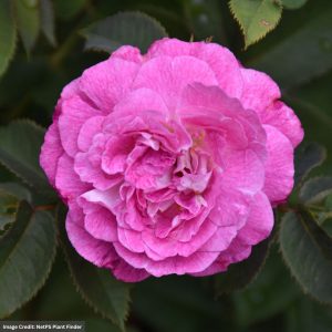 Shrub Rose – Cosmic Clouds – #2 Container