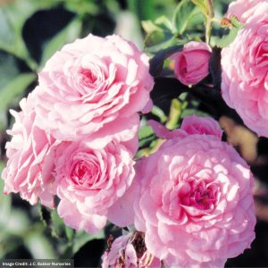 Shrub Rose – Royal Bonica – #2 Container
