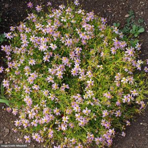 Tickseed (Coreopsis) – American Dream – #1 Container