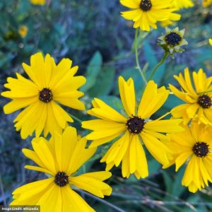 Tickseed (Coreopsis palustris) - Summer Sunshine - #1 Container