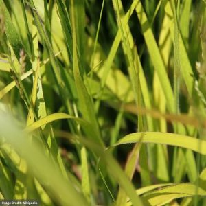 Dwarf Reed Grass (Calamagrostis) - Cheju-Do - #1 Container