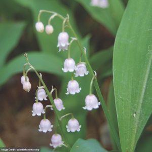 Lily of the Valley (Convallaria Majalis) - Rosea - 1 Qt Container