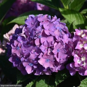 Hydrangea Macrophylla x Serrata - Let's Dance Arriba! - #3 Container