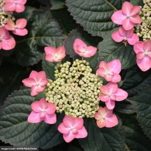 Hydrangea Serrata – Tuff Stuff Red – #3 Container