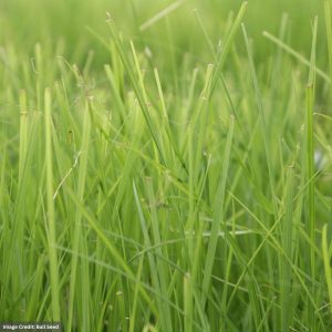 Sedge (Carex) – Stricta – #1 Container