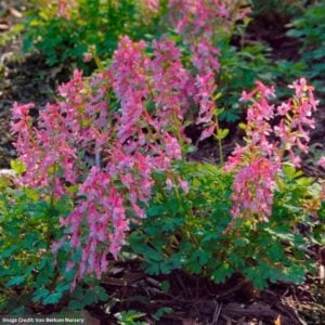 Corydalis (solida) – Beth Evans – 2 Qt Container