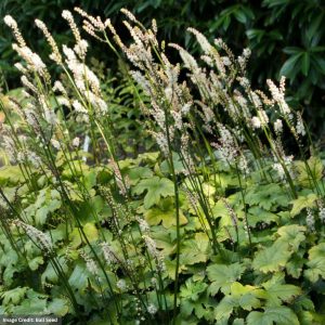 Bugbane (Cimicifuga) - Silver Dance - #1 Container