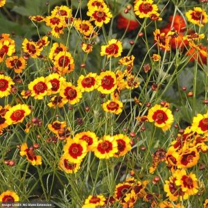 Tickseed (Coreopsis Tinctoria) - Golden - 1 Qt Container