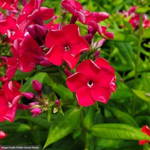 Garden Phlox - Volcano® Red - #2 Container