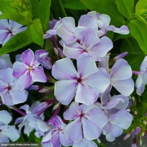 Garden Phlox - Volcano® Lilac Splash - #1 Container