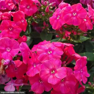 Garden Phlox - Volcano® Lipstick - #2 Container