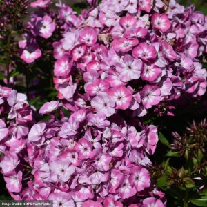 Garden Phlox - Volcano® Pink With White Eye - #1 Container