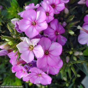 Garden Phlox - Volcano® Plum With White Eye - #1 Container
