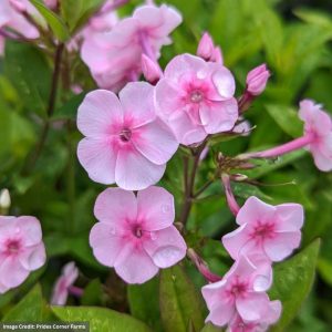 Garden Phlox - Volcano® Soft Pink With Dark Eye - #2 Container