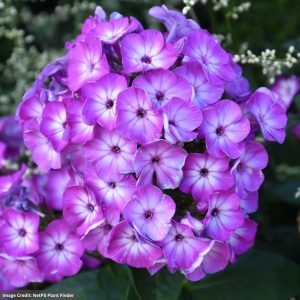 Garden Phlox - Volcano® Purple With White Eye - #1 Container