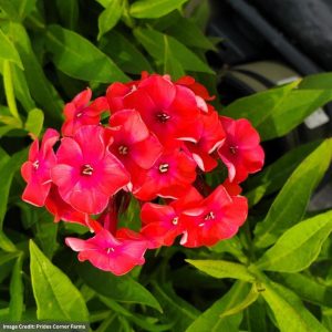 Garden Phlox - Volcano® Ruby - #1 Container