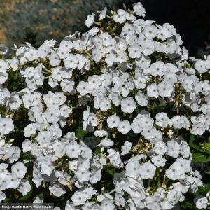 Garden Phlox - Volcano® White - #1 Container
