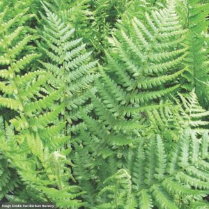 Male Fern (Dryopteris Filix-Mas) – 1 Qt Container