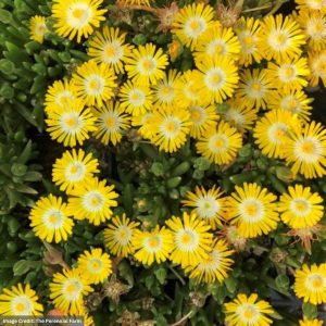 Ice Plant (Delosperma) – Jewel of the Desert Peridot – 1 Qt Container
