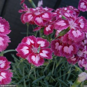 Border Pinks (Dianthus) – Angel Of Desire – 2 Qt Container