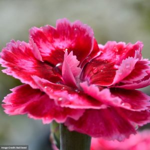 Border Pinks (Dianthus) – Angel Of Harmony – 2 Qt Container