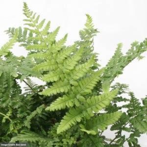 Scaly Buckner Fern (Dryopteris Remota) – #1 Container
