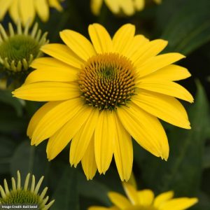 Coneflower (Echinacea) - Sombrero® Lemon Yellow - #1 Container
