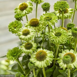 Coneflower (Echinacea) - Sunseekers® Apple Green - #1