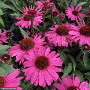 Coneflower (Echinacea) - Sunseekers® Purpleicious - #1 Container