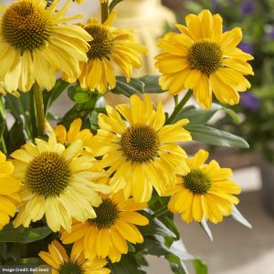 Coneflower (Echinacea) - Sunseekers® Yellow - #1 Container