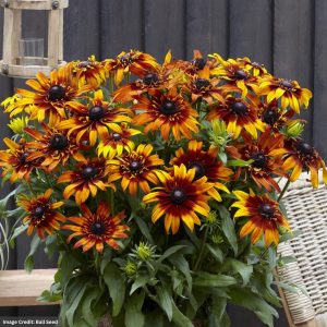 Echibeckia™ – Summerina® Blazing Fire – #2 Container