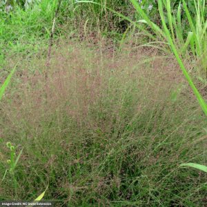 Purple Love Grass (Eragrostis Spectabilis) - #2 Container