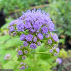 Blue Mist Flower (Eupatorium Coelestinum) - #1 Container
