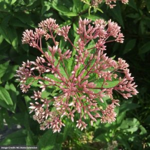 Joe Pye weed (Eupatorium Dubium) - Coastal Plain - 1 Qt Container