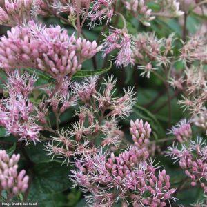 Joe Pye Weed (Eupatorium) - Little Pye - #1 Container