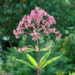 Joe Pye Weed (Eupatorium) - Riesenschirm - #1 Container