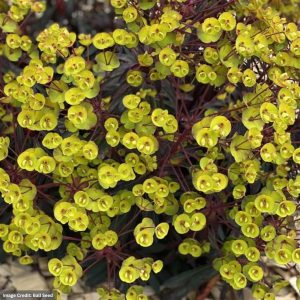 Spurge (Euphorbia) - Miners Merlot - 2 Qt Container