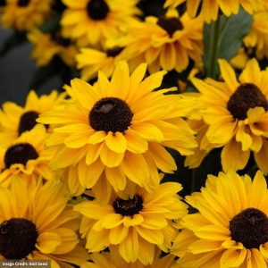 Echibeckia™ – Summerina® Suns Up – #2 Container