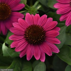 Coneflower (Echinacea) - Sombrero® Fuchsia Fandago - #1 Container