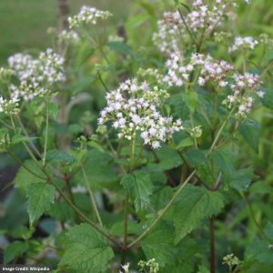 White Snakeroot (Ageratina altissima) - #1 Container