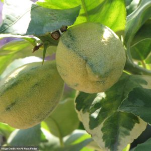 Lemon Tree - Variegated Pink Eureka - #2 Container