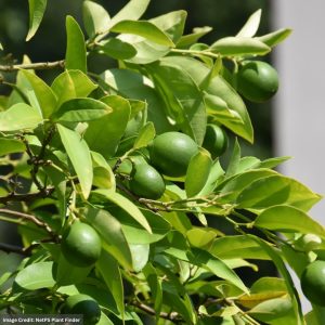 Key Lime Tree - #2 Container