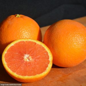 Orange Tree – Navel Cara Cara – #2 Container