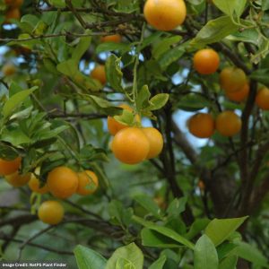 Calamondin Tree - #2 Container